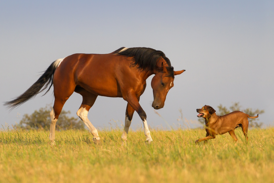 Animal chiropractic care